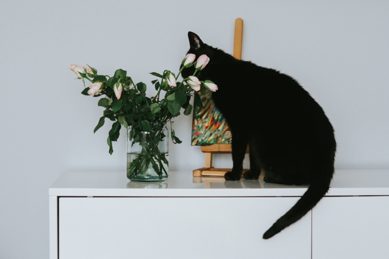 cat-flowers.jpg